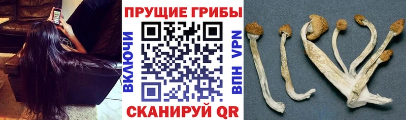 даркнет сайт  Шацк  Псилоцибиновые грибы Cubensis 